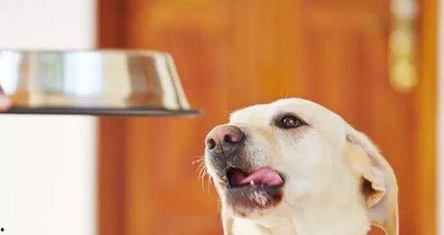 娱乐吃瓜酱狗吃鸡